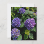 Elegante lila Magenta Rosa Blumen Hydrangeas Dankeskarte (Rückseite)