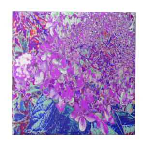 Elegante lila und blaue Limelight-Hortensie Fliese