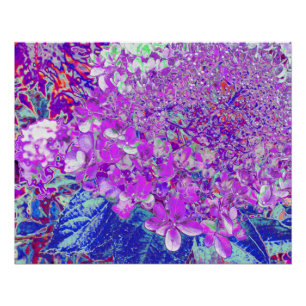 Elegante lila und blaue Limelight-Hortensie Poster