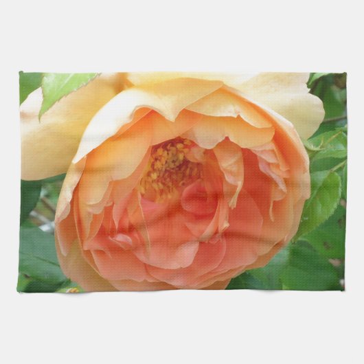 Elegante Orange Blush Rose Handtuch (Horizontal)