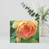 Elegante Orange Blush Rose Postkarte (Stehend Vorderseite)