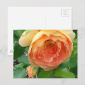Elegante Orange Blush Rose Postkarte (Vorne/Hinten)