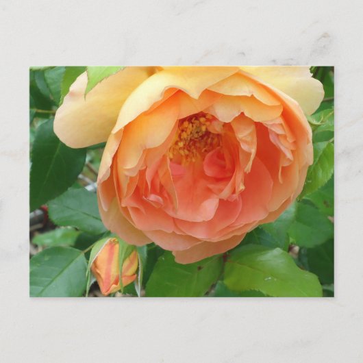 Elegante Orange Blush Rose Postkarte (Vorderseite)