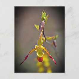 Elegante orange-orchide botanische Blume Feiertagspostkarte