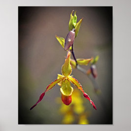 Elegante orange-orchide botanische Blume Poster