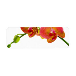Elegante Orange Orchids Custom Blank Labels