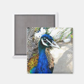 Elegante Pfauen-Vogel- und Federkunst Magnet (Vorderseite/Rückseite)