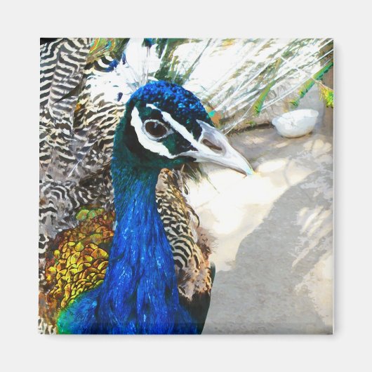 Elegante Pfauen-Vogel- und Federkunst Magnet (Vorne)