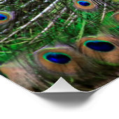 Elegante Pfauen-Vogel- und Federkunst Poster (Ecke)