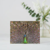 Elegante Pfauen-Vogel- und Federkunst Postkarte (Stehend Vorderseite)