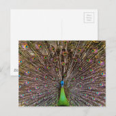 Elegante Pfauen-Vogel- und Federkunst Postkarte (Vorne/Hinten)