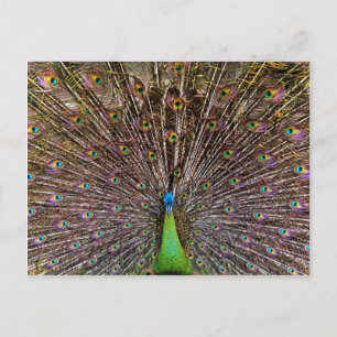 Elegante Pfauen-Vogel- und Federkunst Postkarte