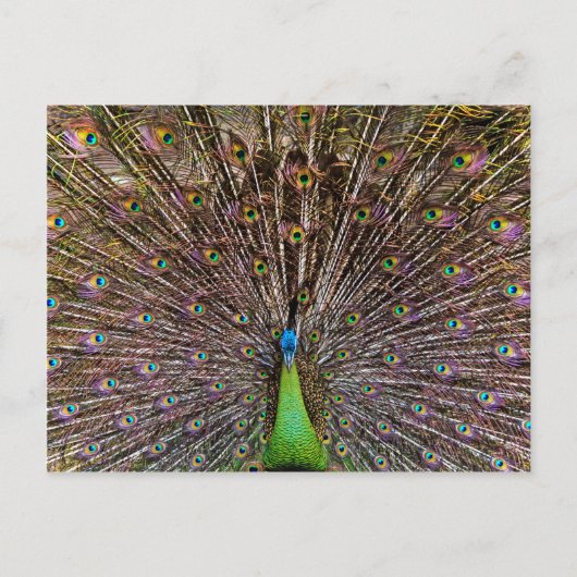 Elegante Pfauen-Vogel- und Federkunst Postkarte (Vorderseite)