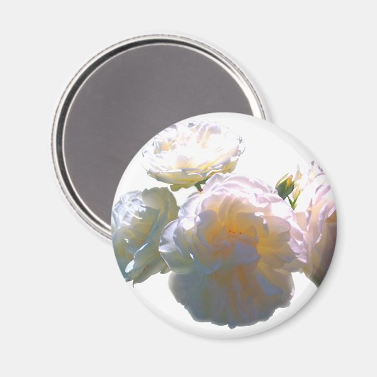 Elegante, pfirsichorange Rose Magnet (Vorderseite/Rückseite)