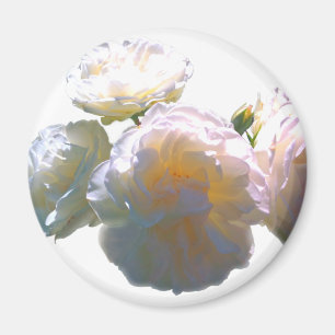 Elegante, pfirsichorange Rose Magnet