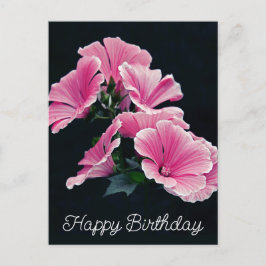 Elegante Pink Hollyhock Malva Blume Postkarte
