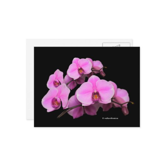 Elegante Pink-Orchideen Phalaenopsis auf schwarz Postkarte (Vorderseite/Rückseite Beispiel)
