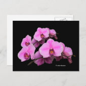 Elegante Pink-Orchideen Phalaenopsis auf schwarz Postkarte (Vorne/Hinten)