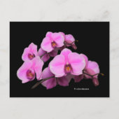 Elegante Pink-Orchideen Phalaenopsis auf schwarz Postkarte (Vorderseite)