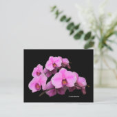Elegante Pink-Orchideen Phalaenopsis auf schwarz Postkarte (Stehend Vorderseite)