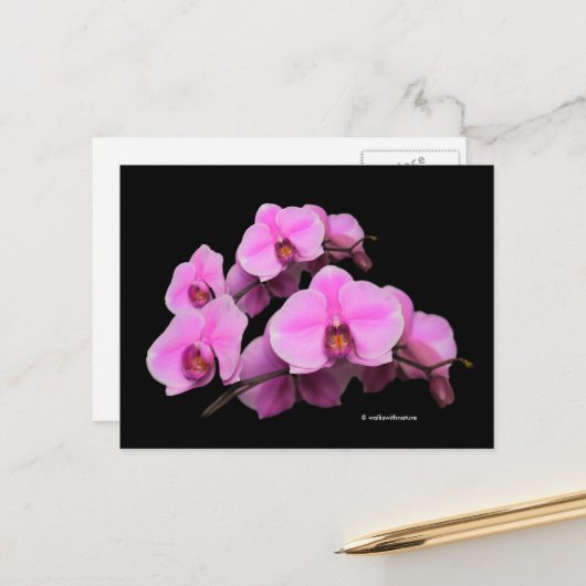 Elegante Pink-Orchideen Phalaenopsis auf schwarz Postkarte (Vorderseite/Rückseite Beispiel)