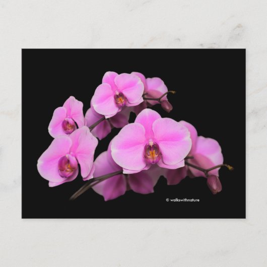 Elegante Pink-Orchideen Phalaenopsis auf schwarz Postkarte (Vorderseite)