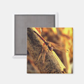 Elegante Red Darter Dragonfly Insekt Art Magnet (Vorderseite/Rückseite)