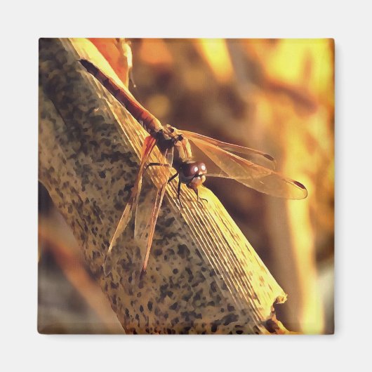 Elegante Red Darter Dragonfly Insekt Art Magnet (Vorne)
