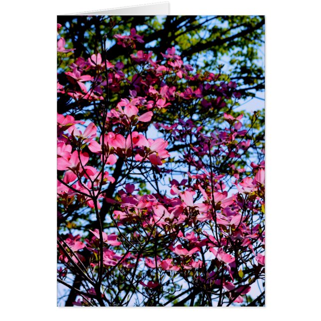 Elegante Rosa Blume Blüten blühen Dogwood (Vorne)