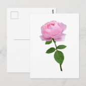 Elegante rosa Blüte Postkarte (Vorne/Hinten)
