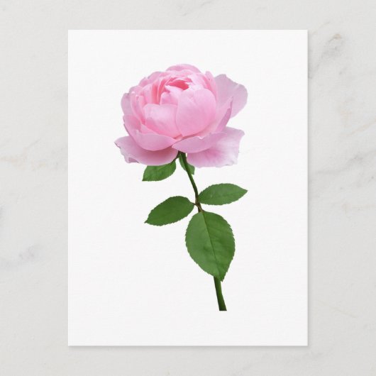 Elegante rosa Blüte Postkarte (Vorderseite)