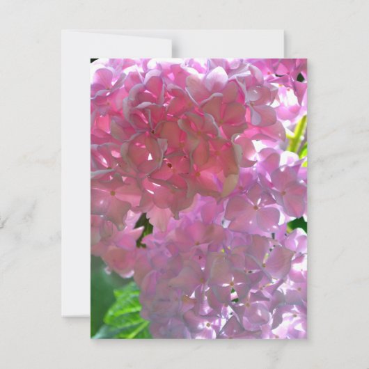 Elegante Rosa Boho Blumen Blume Hydrangeas Dankeskarte (Rückseite)