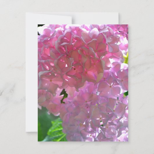 Elegante Rosa Boho Blumen Blume Hydrangeas Dankeskarte (Rückseite)