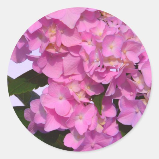 Elegante, rosa, lila Blumendörfchen Hydrangeas Runder Aufkleber (Vorderseite)