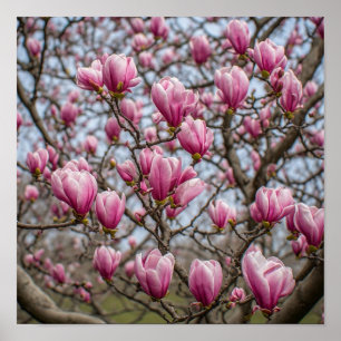 Elegante rosa Magnolienblüten Poster