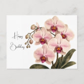 Elegante rosa Orchideen-Geburtstagskarte Postkarte (Vorderseite)