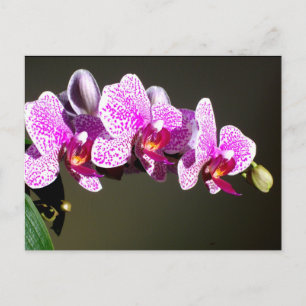 Elegante rosa Orchideen, rosa tropische Blumen Fot Postkarte