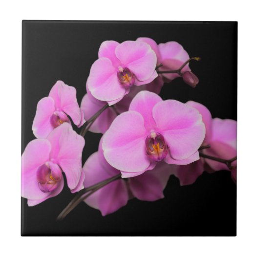 Elegante rosa Orchids Phalaenopsis auf schwarz Fliese (Vorderseite)