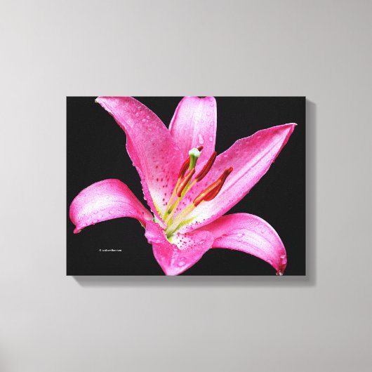 Elegante Rosa Orientalische Lily Lilium Stargazer Leinwanddruck (Vorderseite)