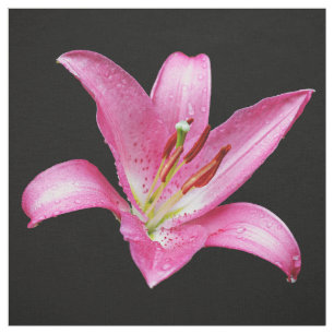 Elegante Rosa Orientalische Lily Lilium Stargazer  Stoff