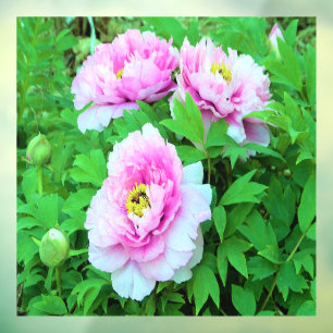 Elegante rosa Pfingstrosenblüten mit gelbem Zentru Fensteraufkleber