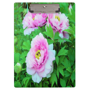 Elegante rosa Pfingstrosenblüten mit gelbem Zentru Klemmbrett