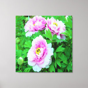 Elegante rosa Pfingstrosenblüten mit gelbem Zentru Leinwanddruck