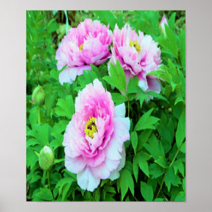 Elegante rosa Pfingstrosenblüten mit gelbem Zentru Poster