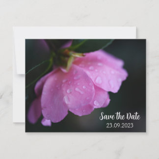Elegante Rosa Rose mit Taub Save the Date Nah Feiertagskarte