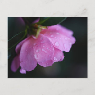 Elegante Rosa Rose Nah mit Taub Feiertagspostkarte