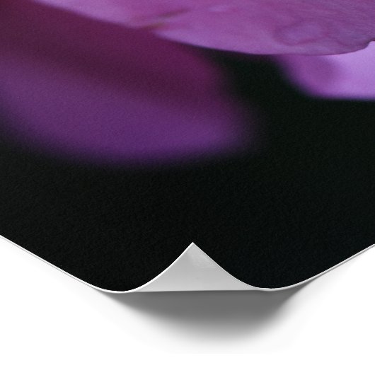 Elegante Rosa Rose Nah mit Taub Poster (Ecke)