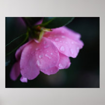 Elegante Rosa Rose Nah mit Taub