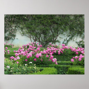 Elegante rosa Rosen Poster