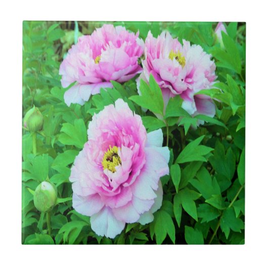 Elegante Rosa Tree Peony Blume mit Gelbzentrum Fliese (Vorderseite)